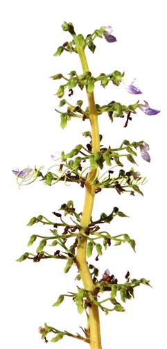  Inflorescence